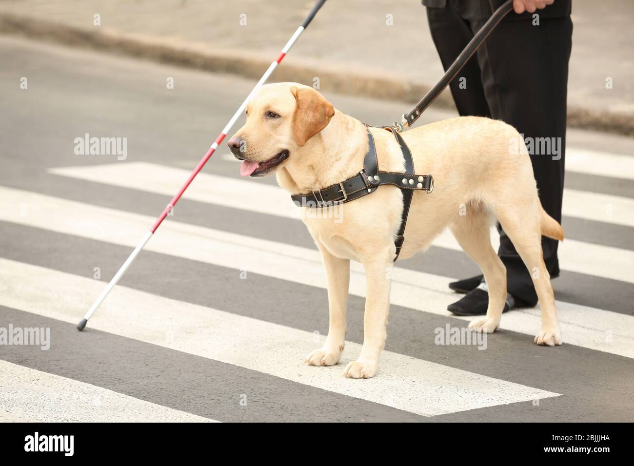 Dog helping hotsell blind person