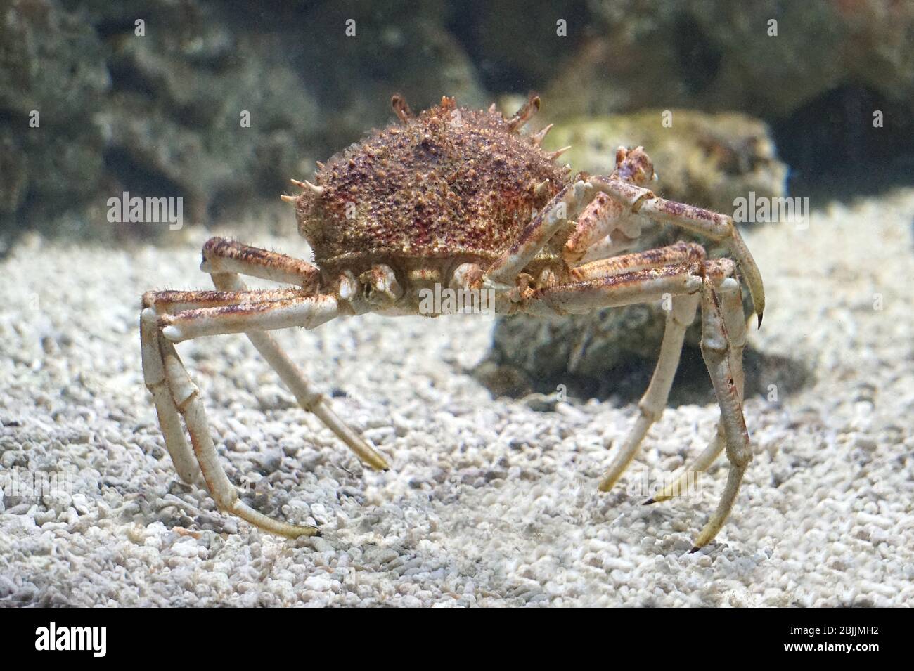 Crab with long legs underwater Stock Photo Alamy