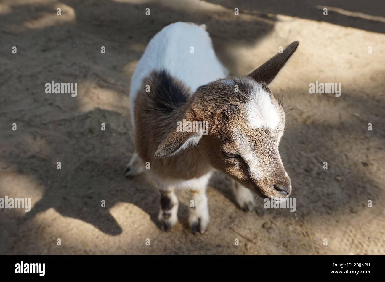 Young goat/ calf farm animal Stock Photo Alamy