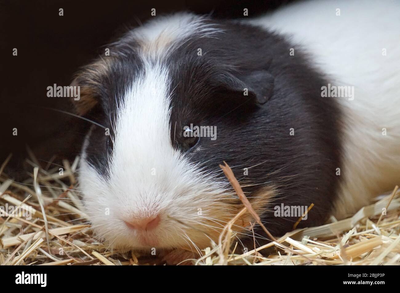 Black and white guinea pig pet animal Stock Photo Alamy