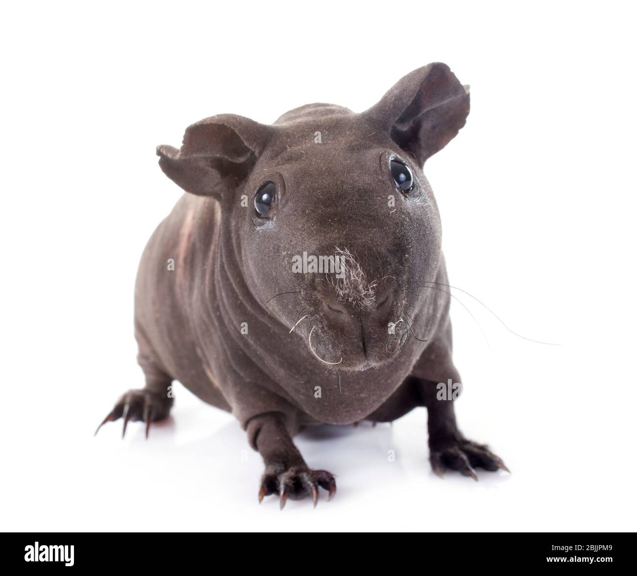 hairless guinea pig black