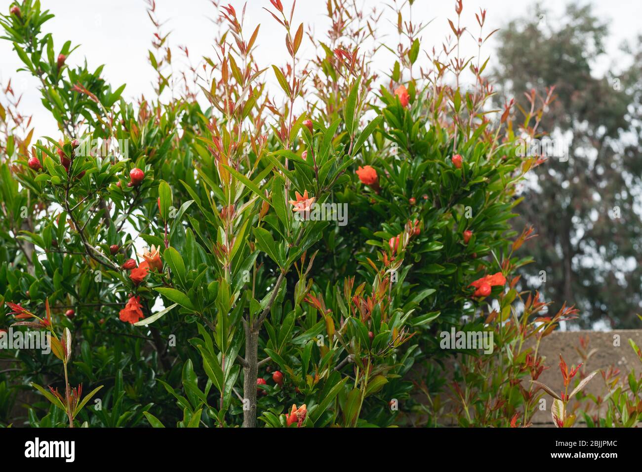 Pomegranate trees in bloom hires stock photography and images Alamy
