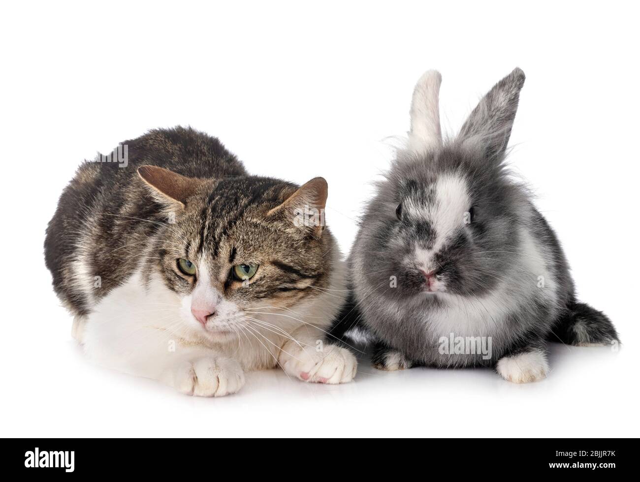 dwarf rabbit and cat in front of white background Stock Photo - Alamy