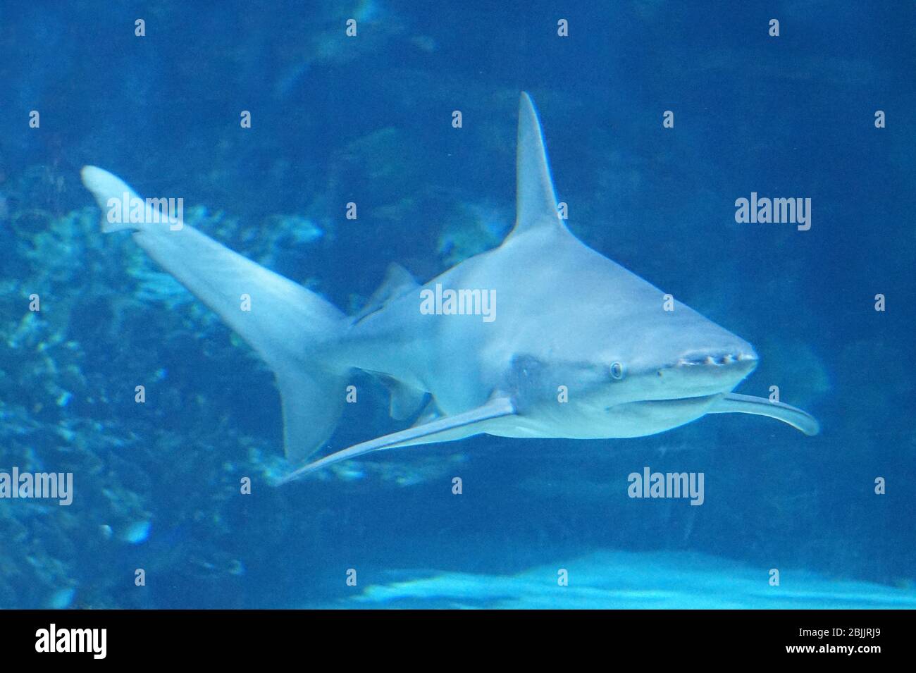 Shark swimming under water Stock Photo - Alamy