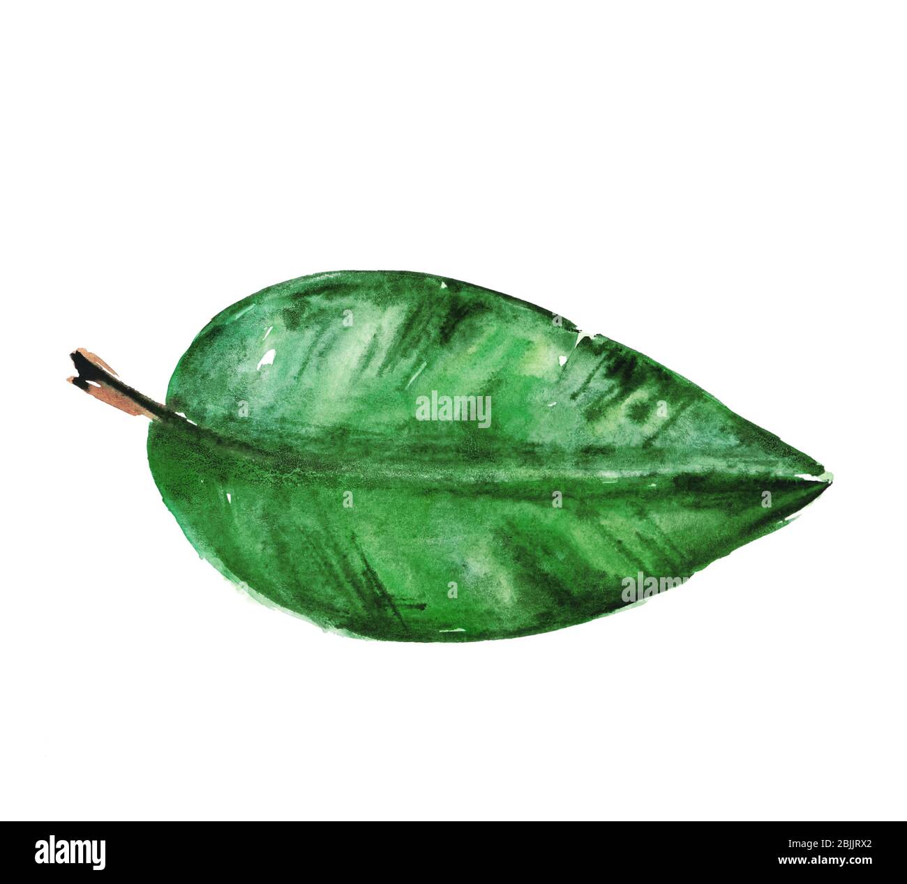 Watercolor Tropical Leaf Isolated On White Stock Photo Alamy