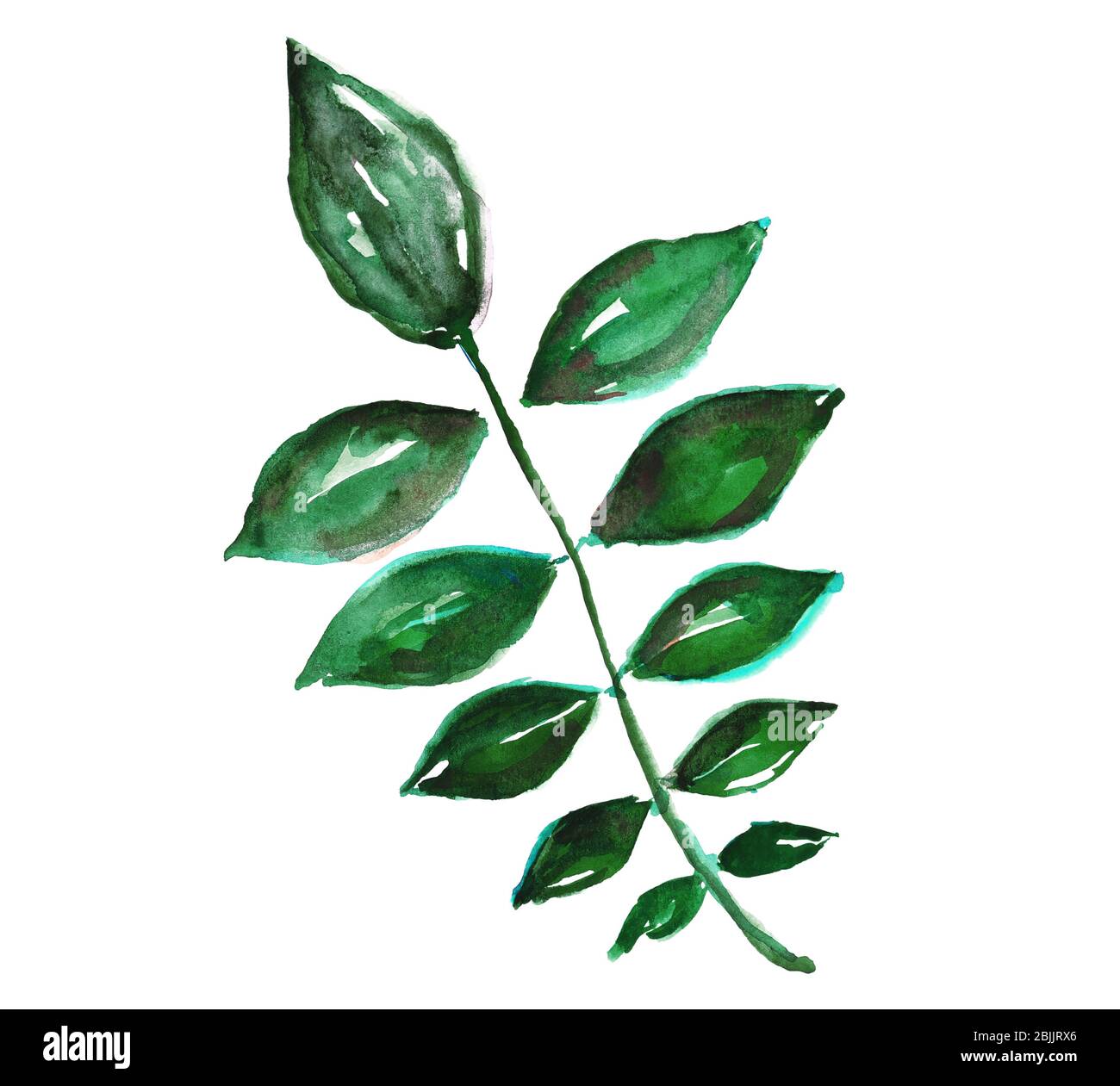 Watercolor tropical leaves isolated on white Stock Photo - Alamy