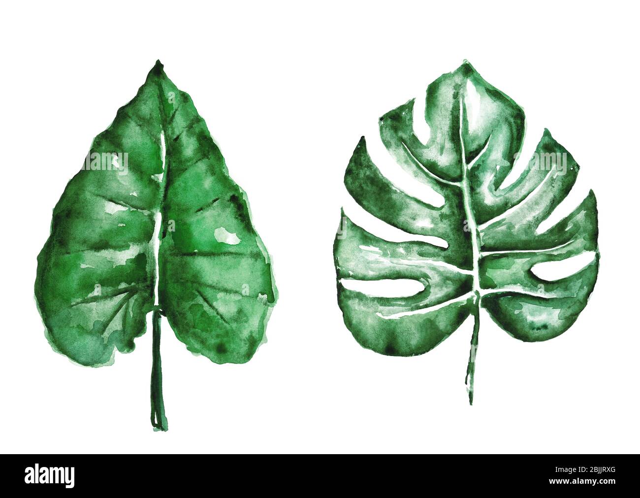 Watercolor tropical leaves isolated on white Stock Photo - Alamy