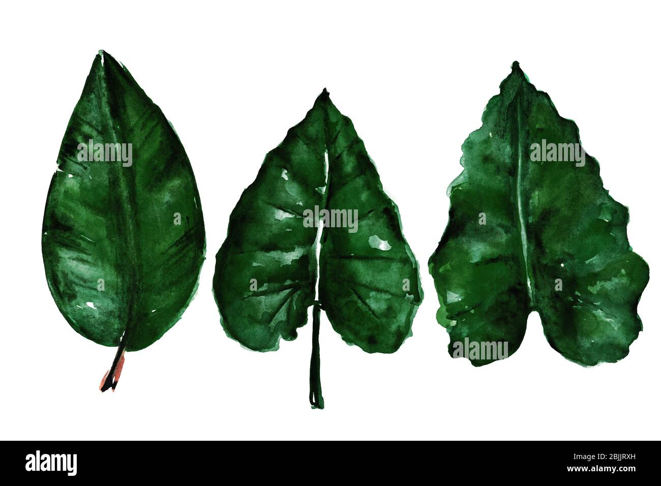 Different watercolor tropical leaves isolated on white Stock Photo - Alamy