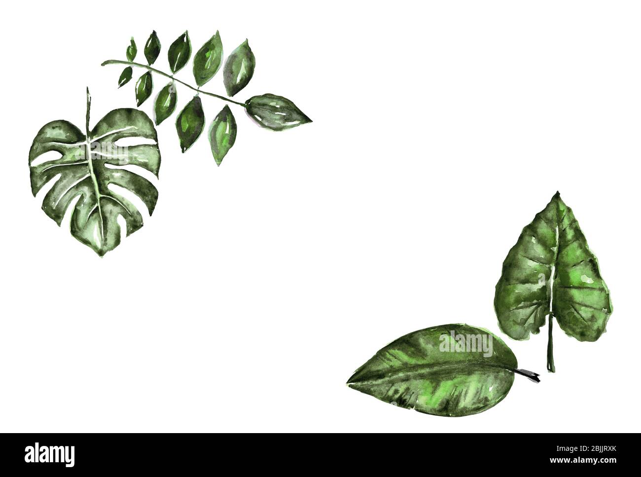Different watercolor tropical leaves isolated on white Stock Photo - Alamy