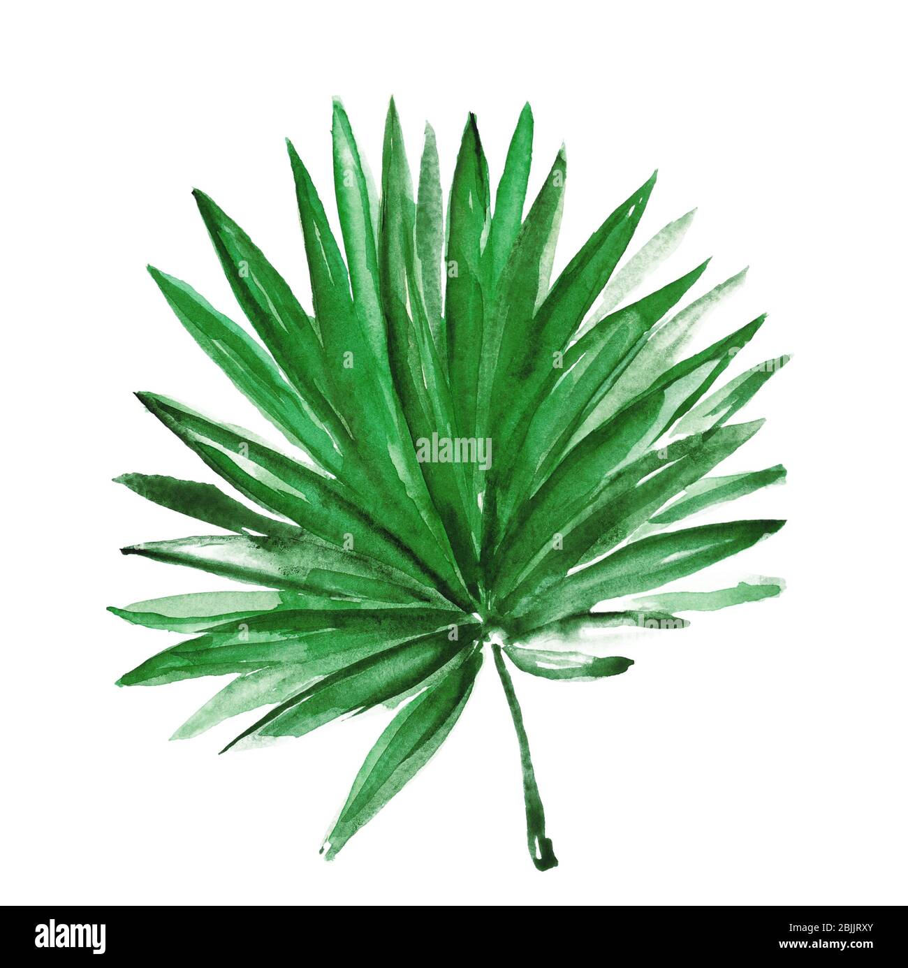 Watercolor tropical leaf isolated on white Stock Photo - Alamy