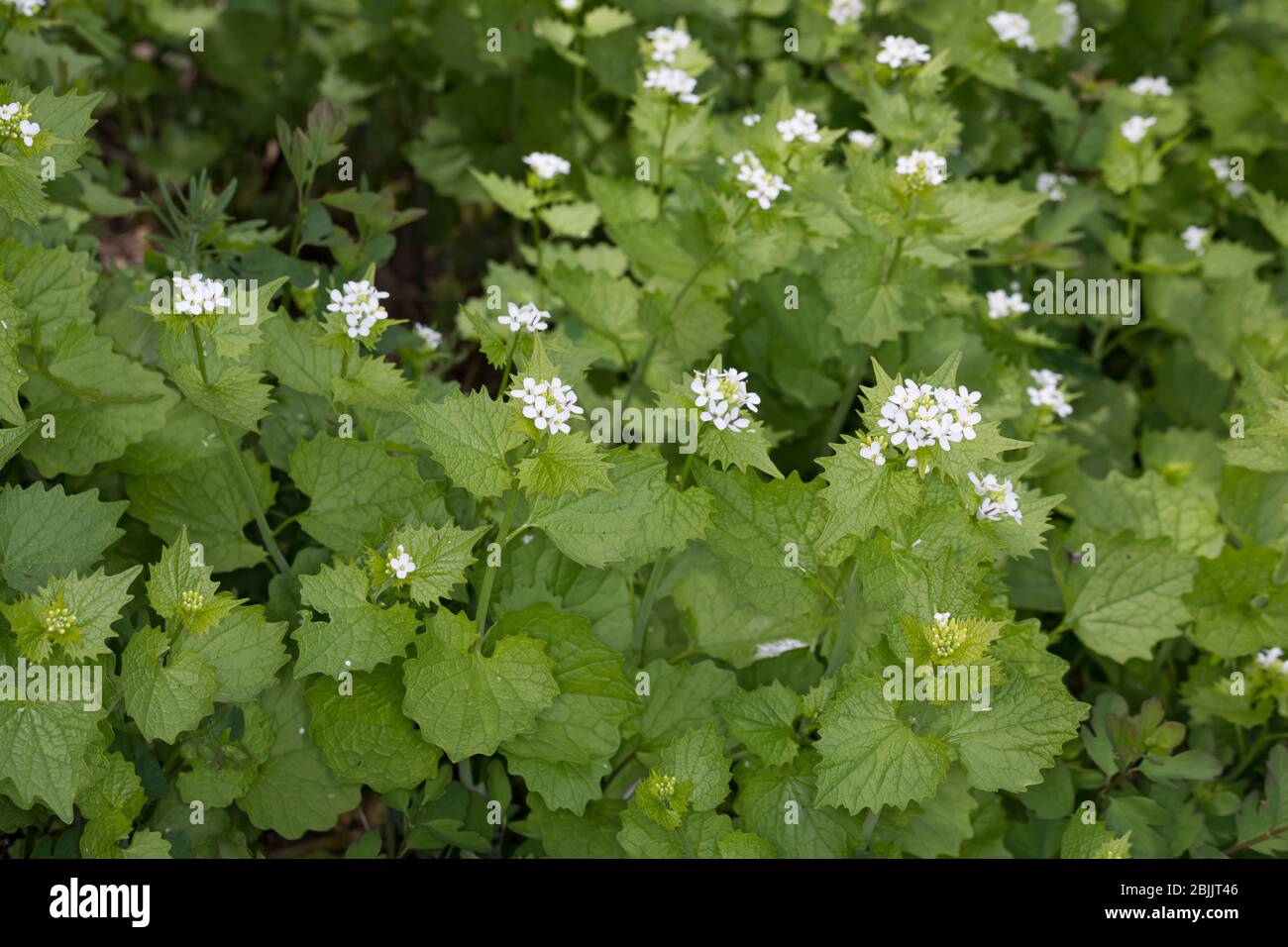 Knoblauchsrauke, Gewöhnliche Knoblauchsrauke, Knoblauchrauke, Knoblauch-Rauke, Knoblauchs-Rauke, Lauchkraut, Knoblauchskraut, Knoblauchhederich, Knobl Stock Photo