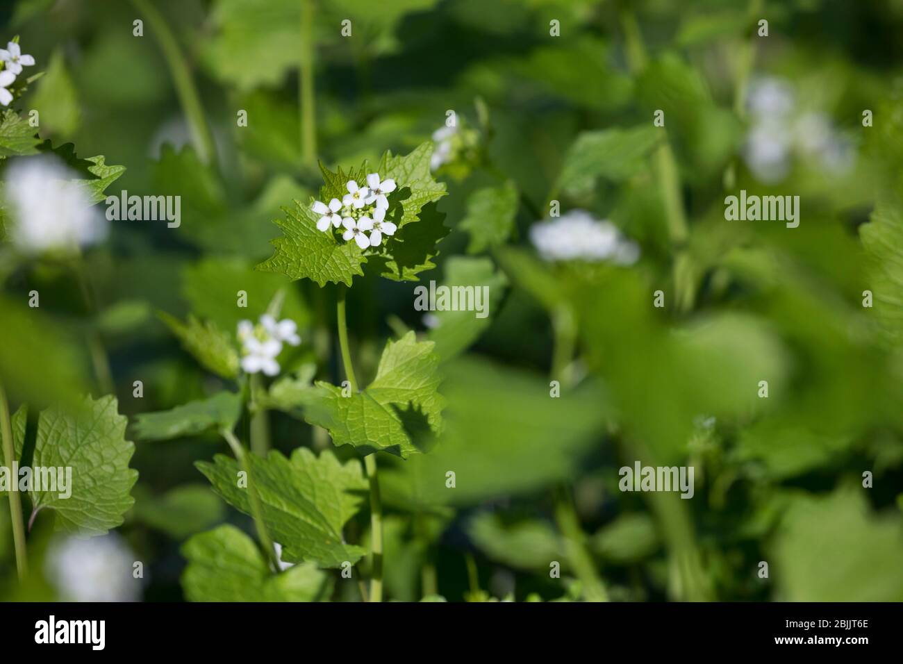 Knoblauchsrauke, Gewöhnliche Knoblauchsrauke, Knoblauchrauke, Knoblauch-Rauke, Knoblauchs-Rauke, Lauchkraut, Knoblauchskraut, Knoblauchhederich, Knobl Stock Photo