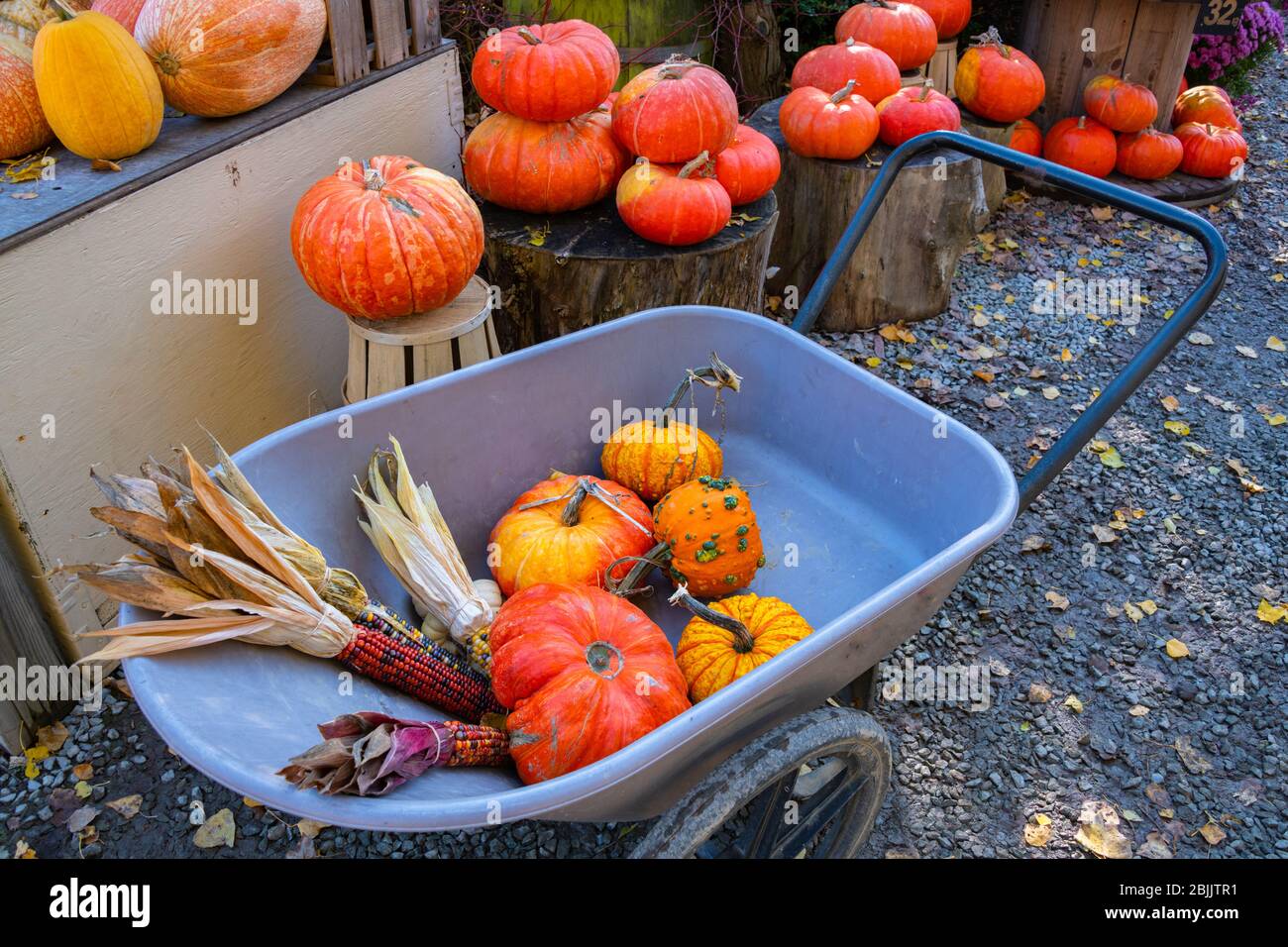 Indian Corn & Pumpkins in a Wheelbarrow Stock Photo