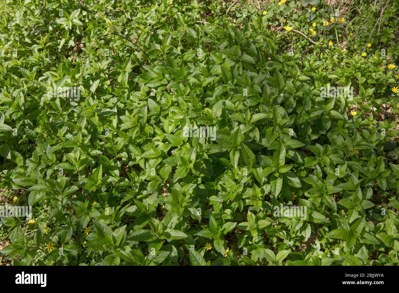 Trees Poisonous For Dogs