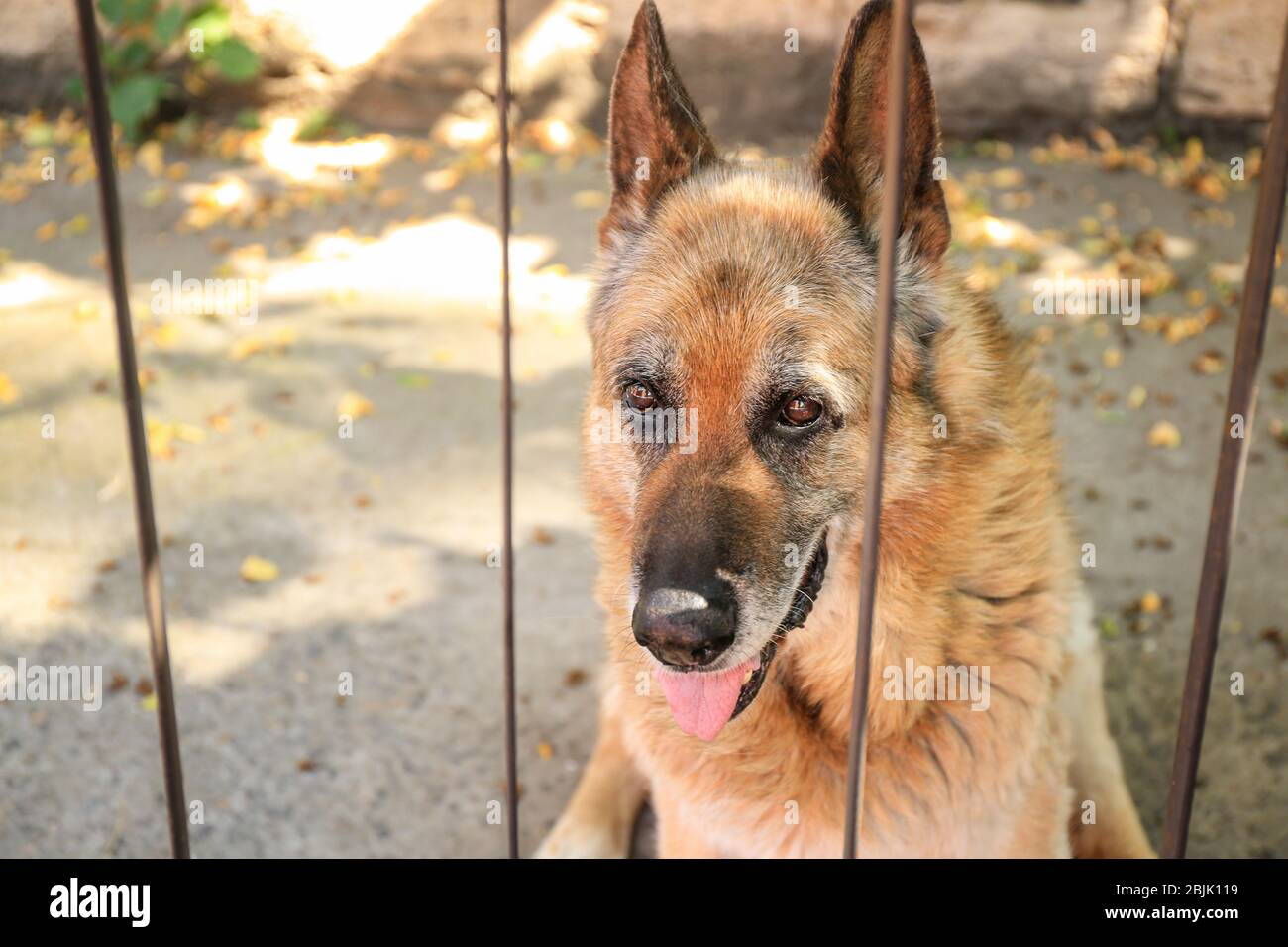 Dog behind bars at animal shelter. Adoption concept Stock Photo - Alamy