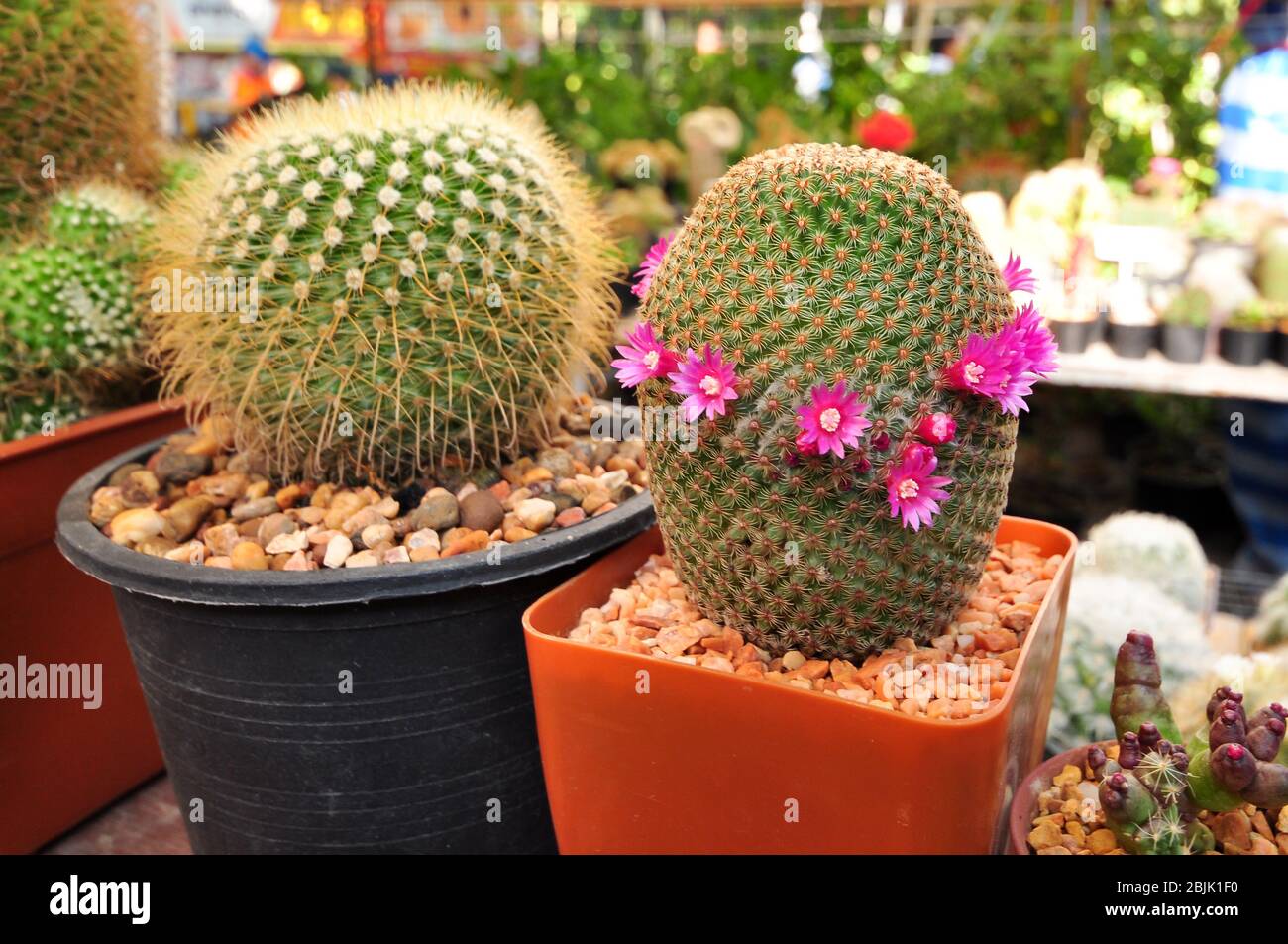 Cactus in the small pots blooming pink. Stock Photo