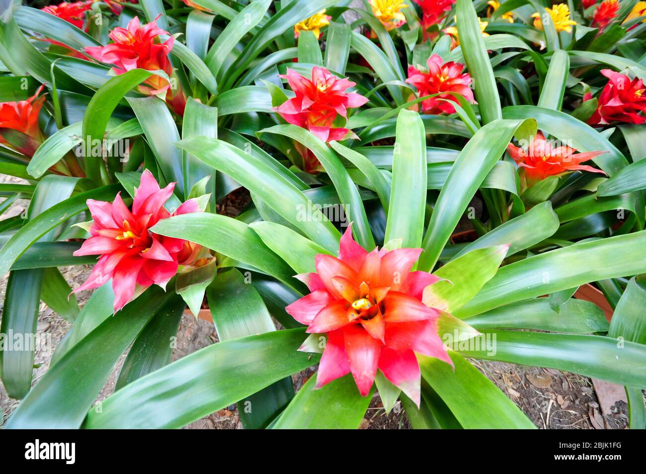 Group of red bromeliads Stock Photo