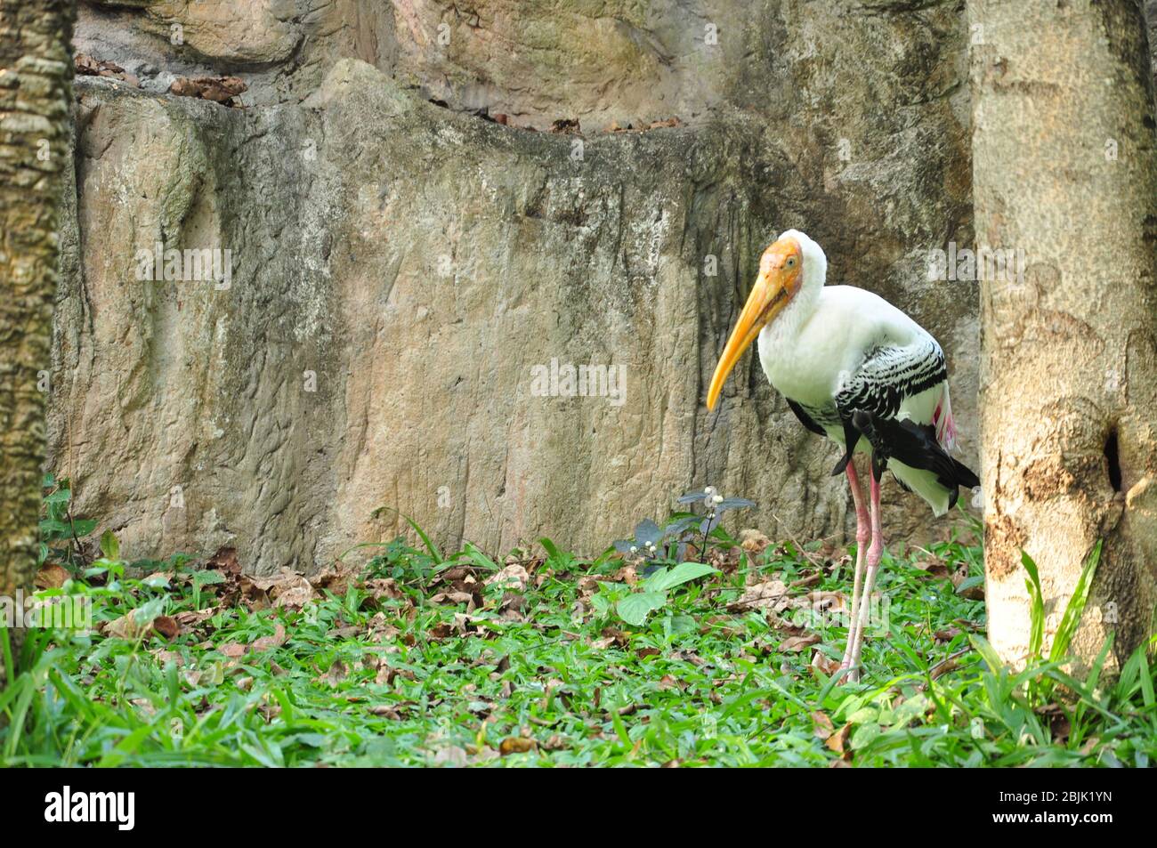 Painted Storks feed in groups in shallow wetlands. Stock Photo