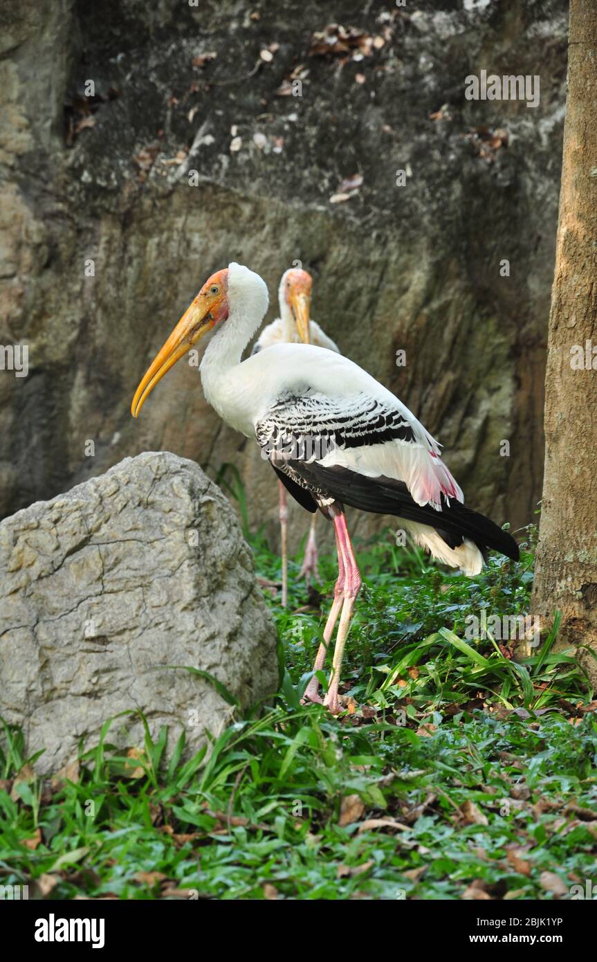 Painted Storks feed in groups in shallow wetlands. Stock Photo