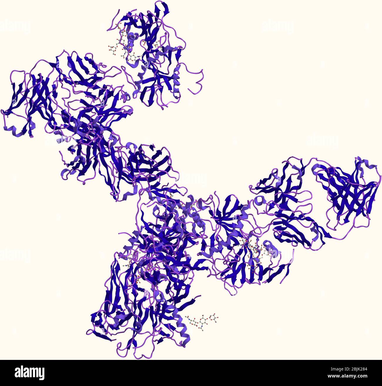 Ebola glycoprotein is found on the surface of the virus. It binds to receptors on a cell surface and then powers fusion of the virus with the cell mem Stock Photo
