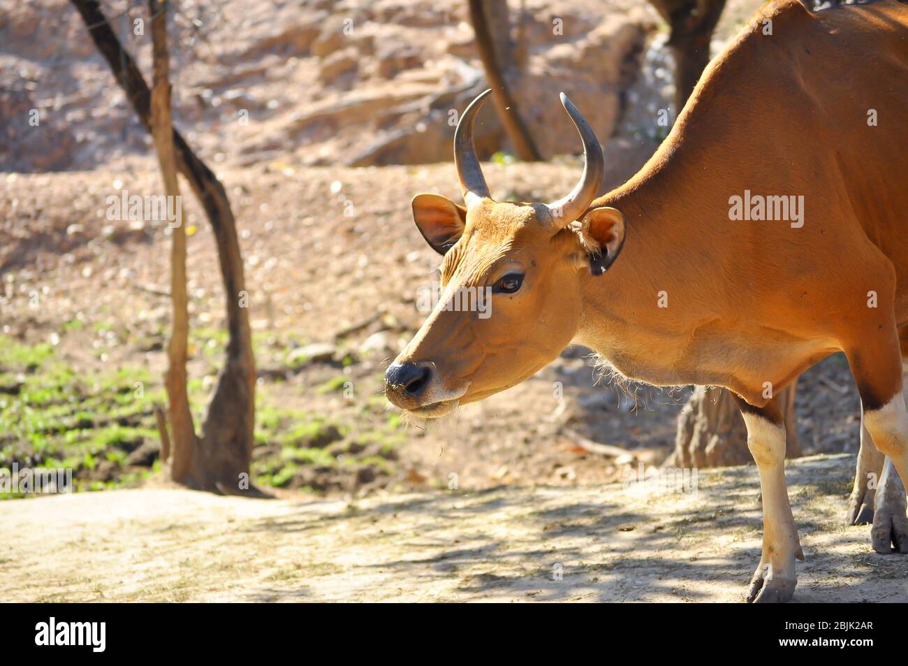 Southeast asian species hi-res stock photography and images - Alamy