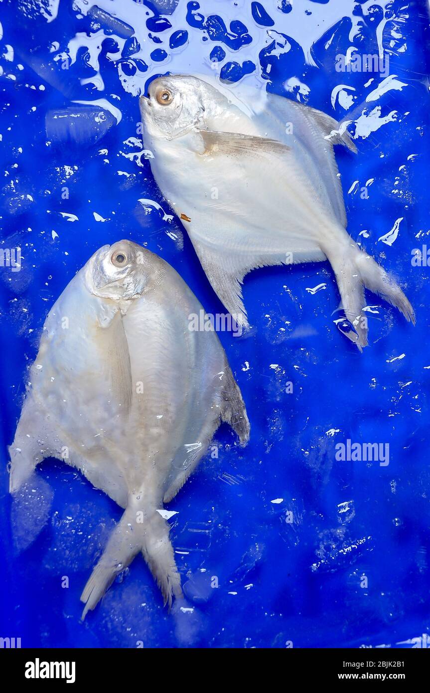 Fresh White Pomfret Fish are on sale in the bazaar Stock Photo Alamy