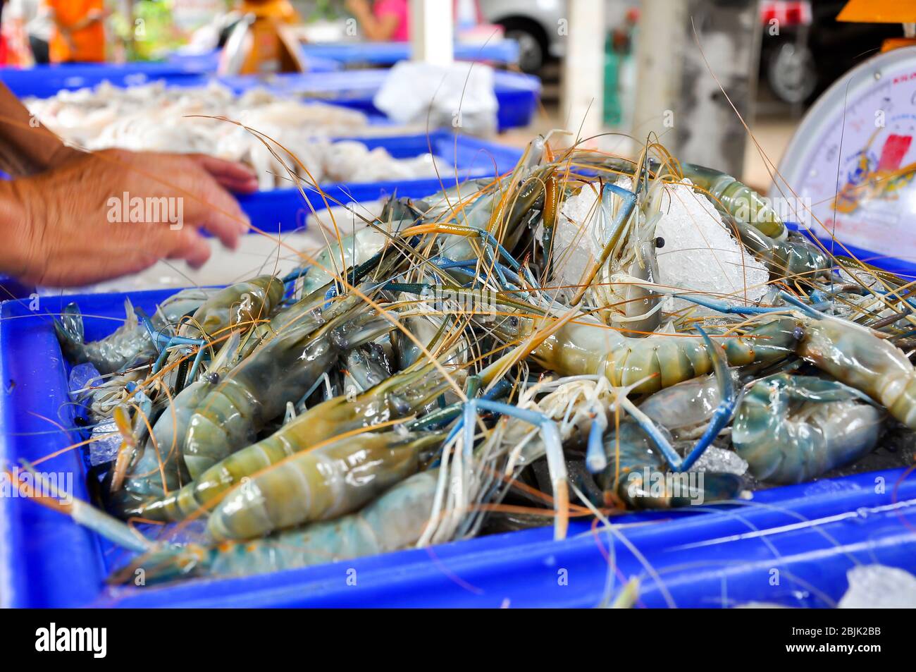 Fresh Giant malaysian prawn are on sale in the bazaar Stock Photo Alamy