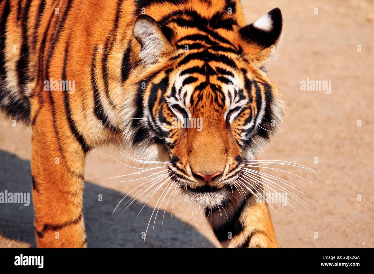 The face front side of bengal tiger Stock Photo