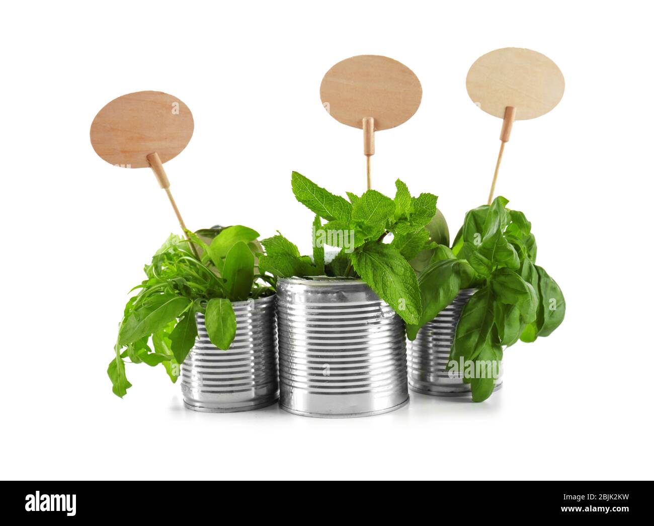 Young plants with nameplates in tin cans isolated on white. Recycling
