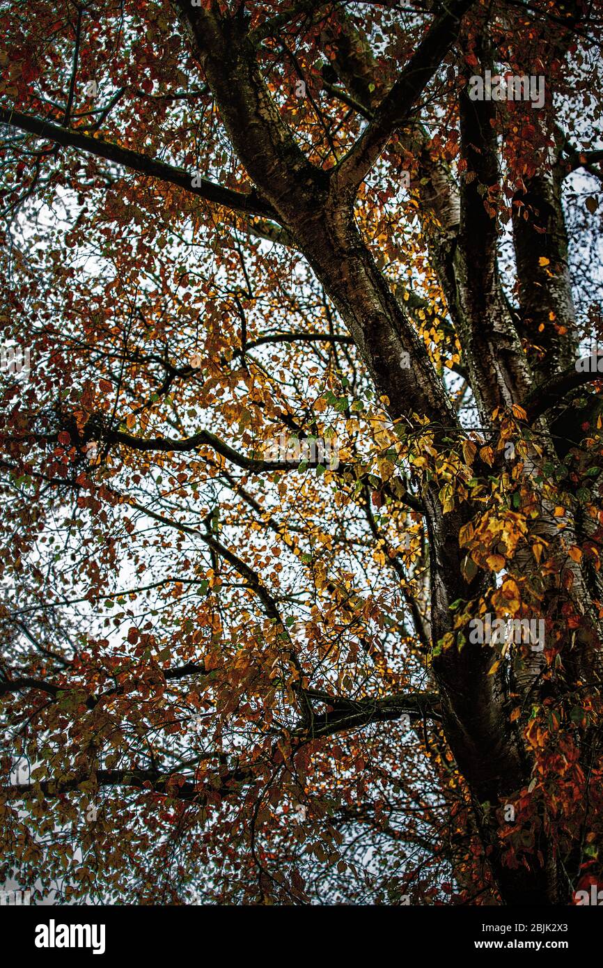 looking up to silver birch tree with golden leaves Stock Photo