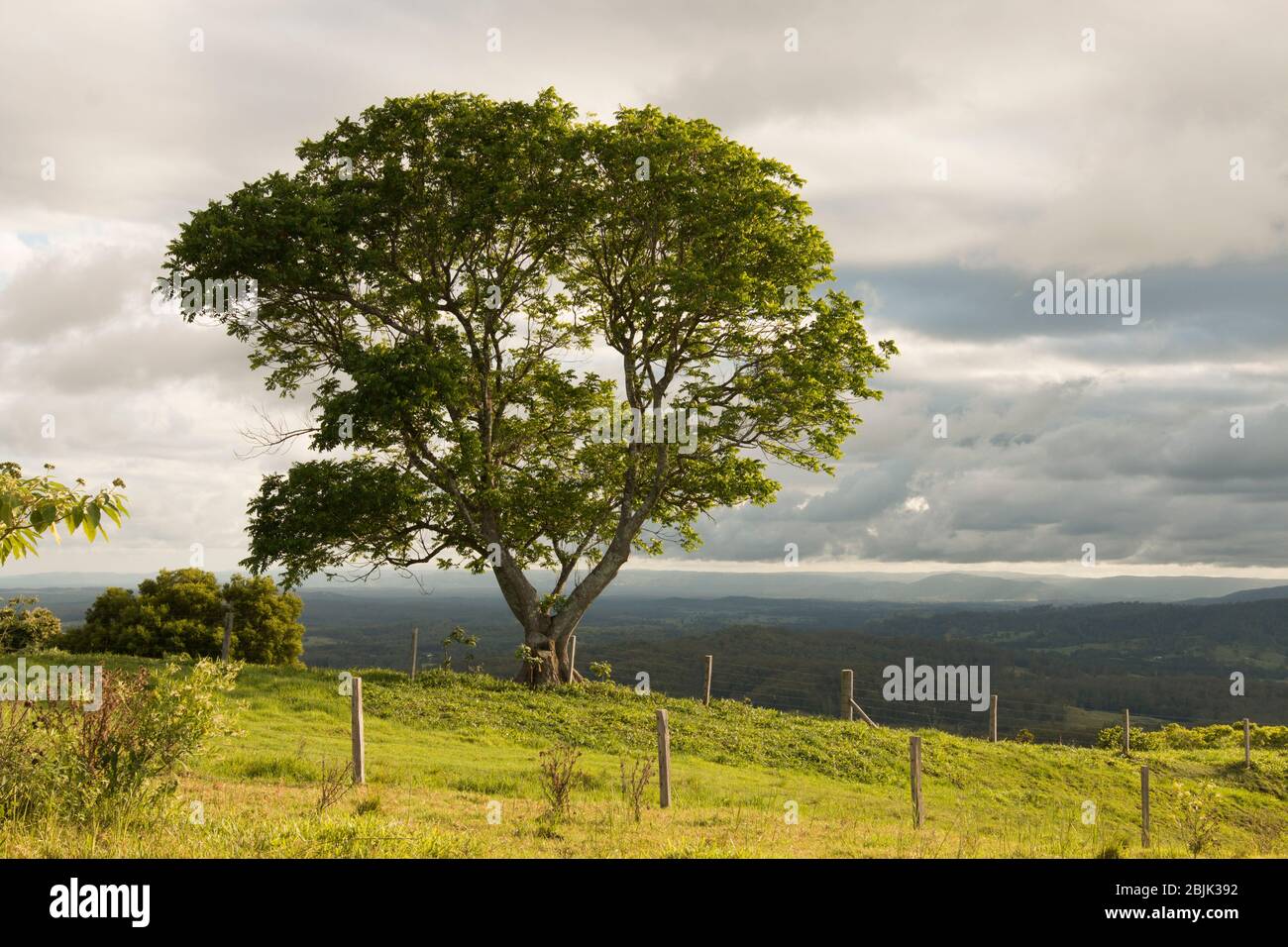 Lone tree on a cloudy day, Maleny, Sunshine Coast Hinterland, Queensland, Australia Stock Photo
