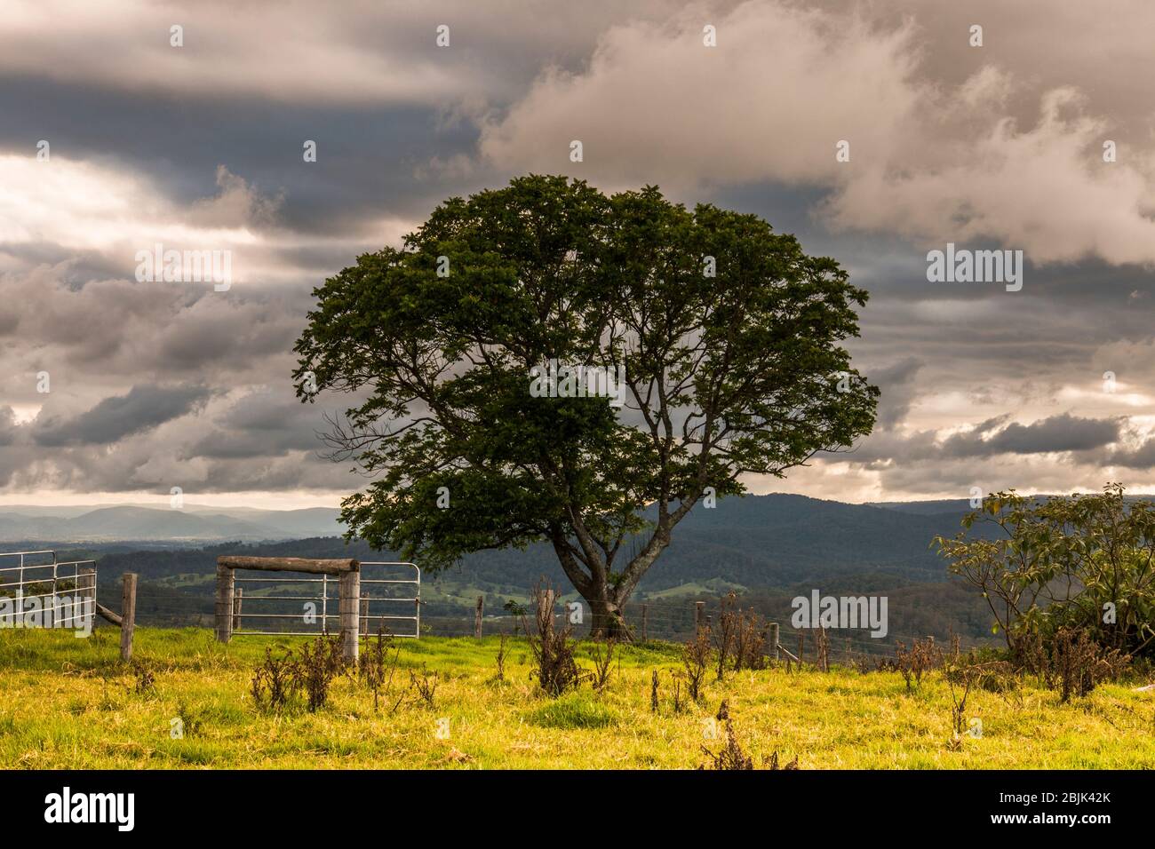 Lone tree on a cloudy day, Maleny, Sunshine Coast Hinterland, Queensland, Australia Stock Photo