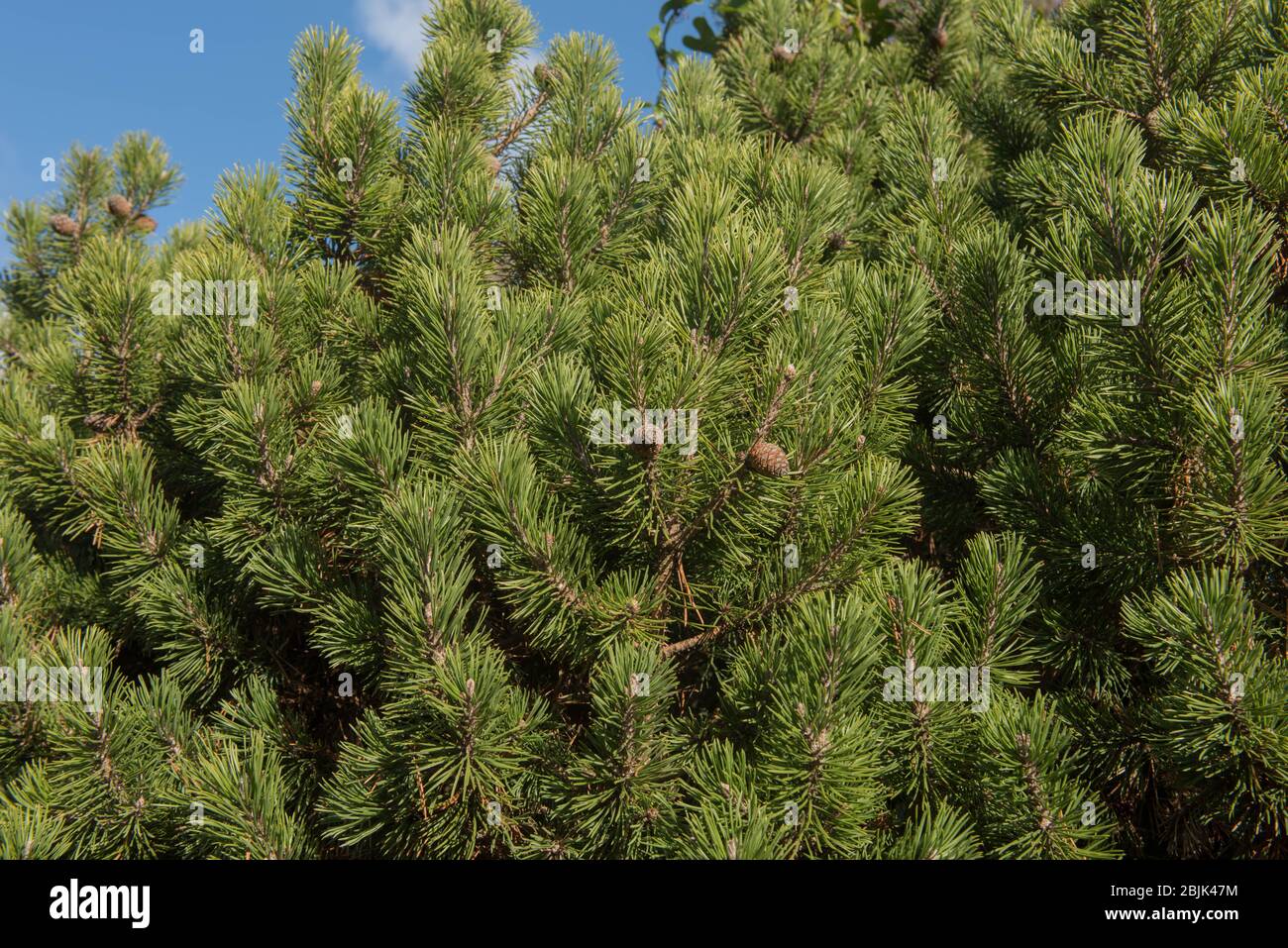 Dwarf Mountain Pine Tree (Pinus mugo 'Mops') in a Garden in Rural Devon, England, UK Stock Photo