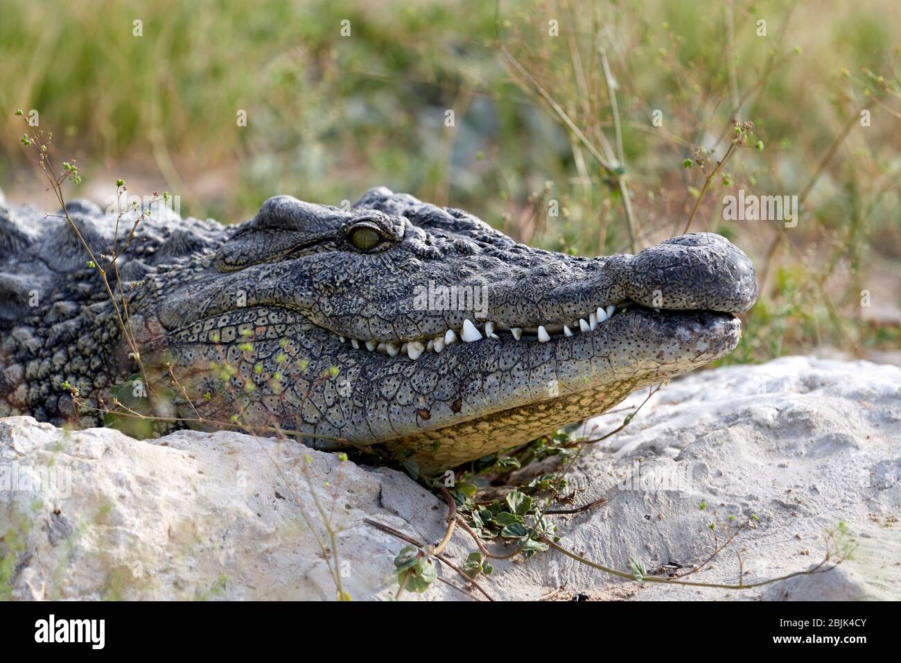 Crocodile close up Stock Photo