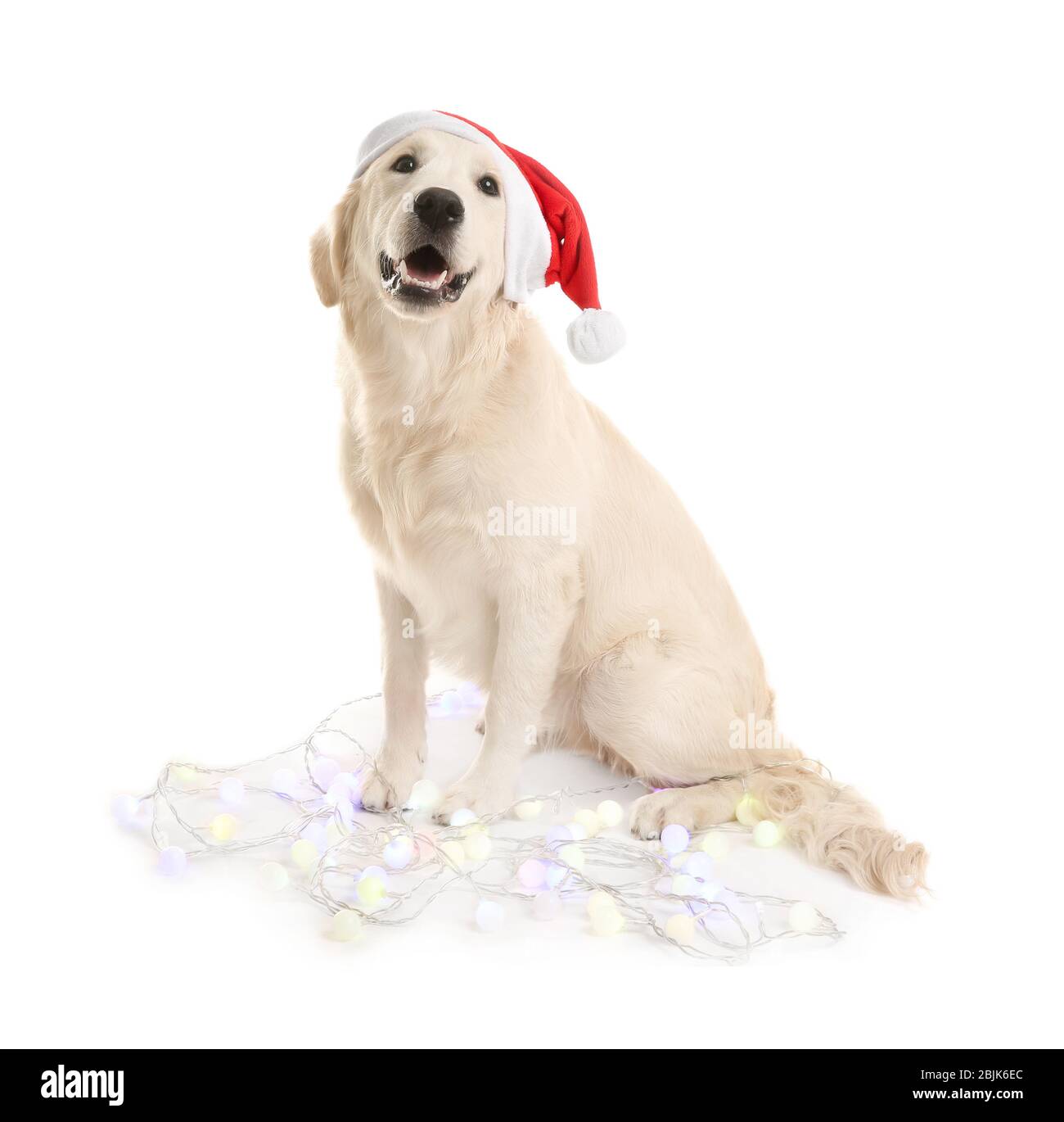 Cute dog in Santa hat sitting with Christmas lights on white background ...