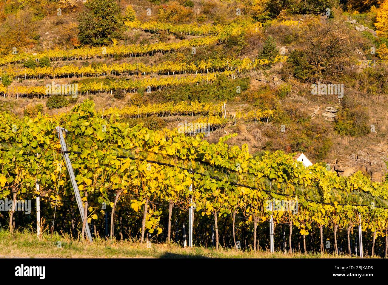 wine region Wachau at wine harvest time in Austria. Stock Photo