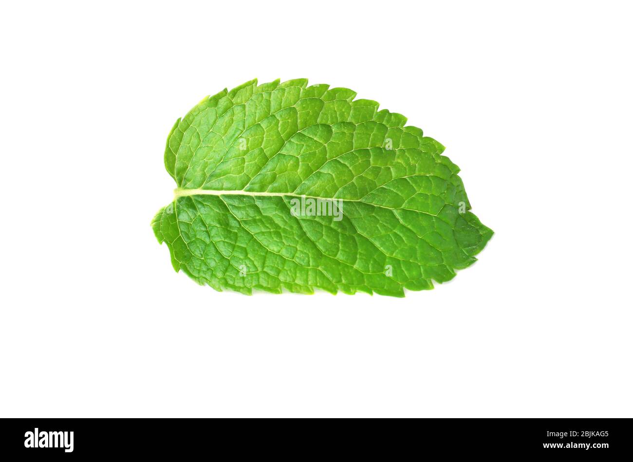Fresh mint leaf on white background Stock Photo Alamy
