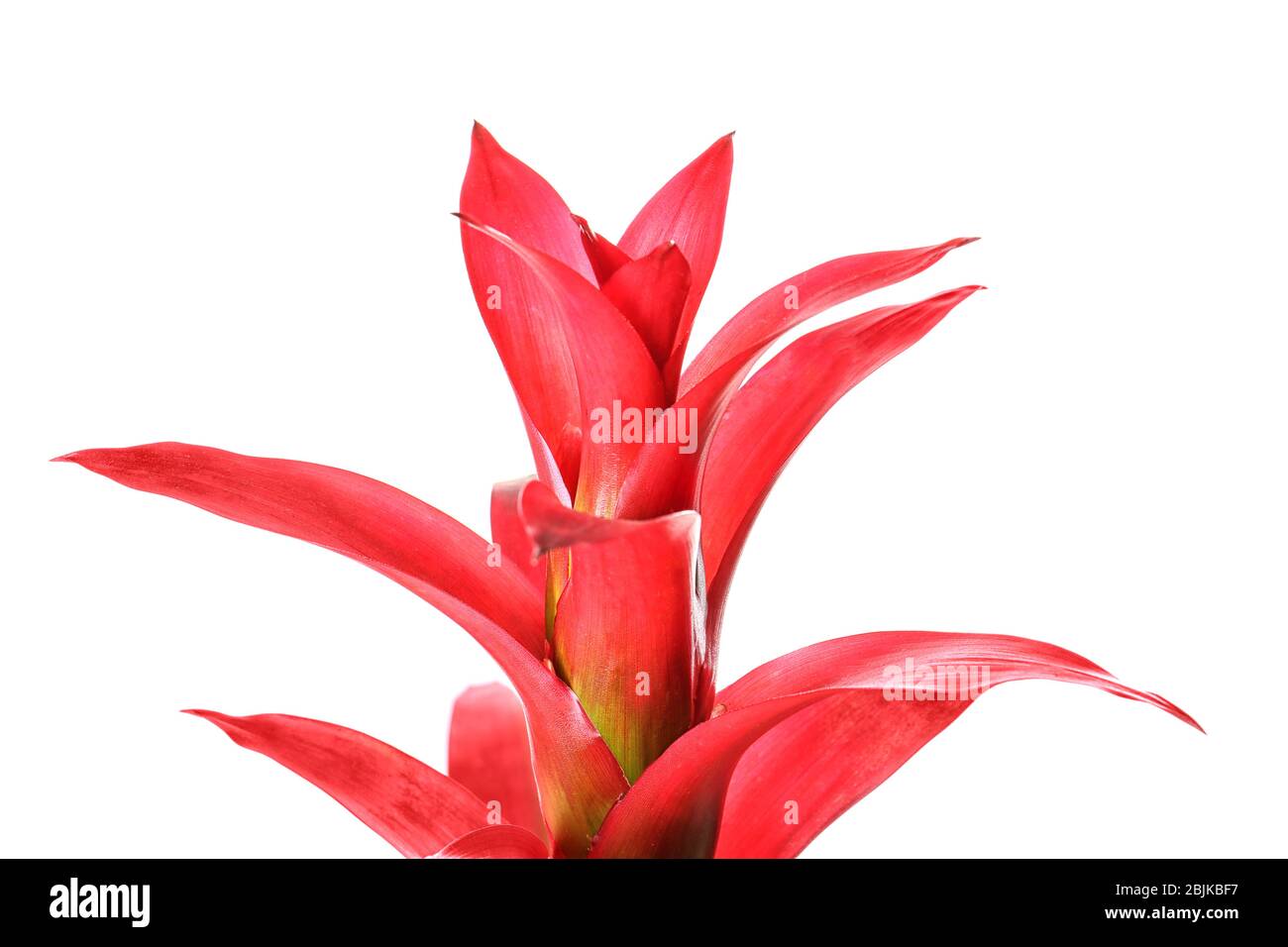 Red Guzmania flower on white background Stock Photo