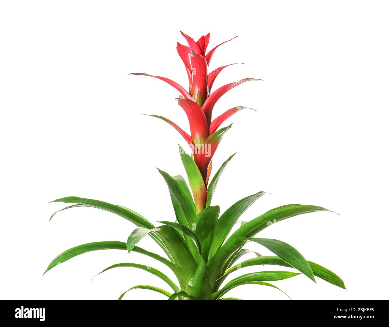 Red Guzmania flower on white background Stock Photo