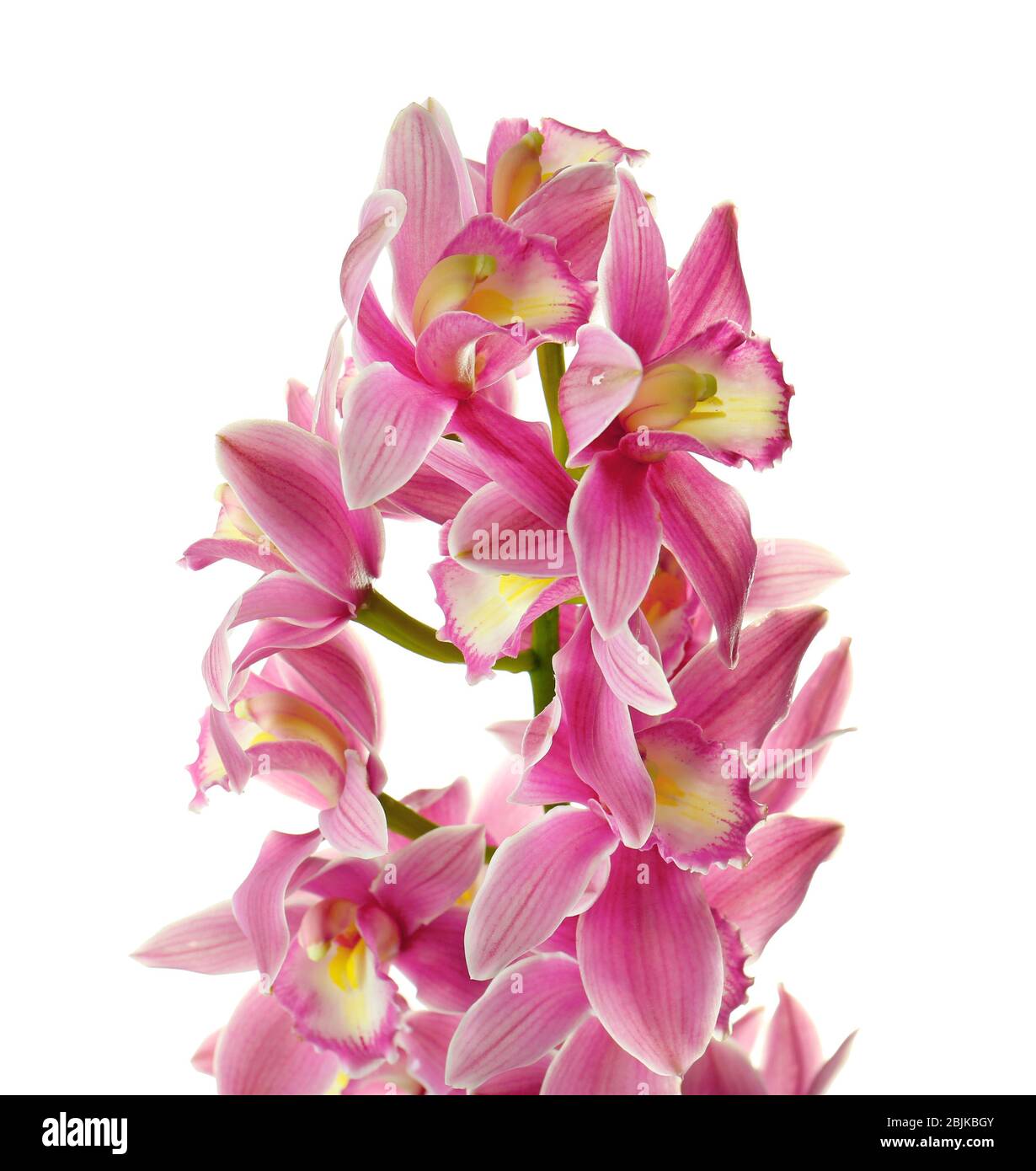 Beautiful orchid flowers on white background Stock Photo - Alamy