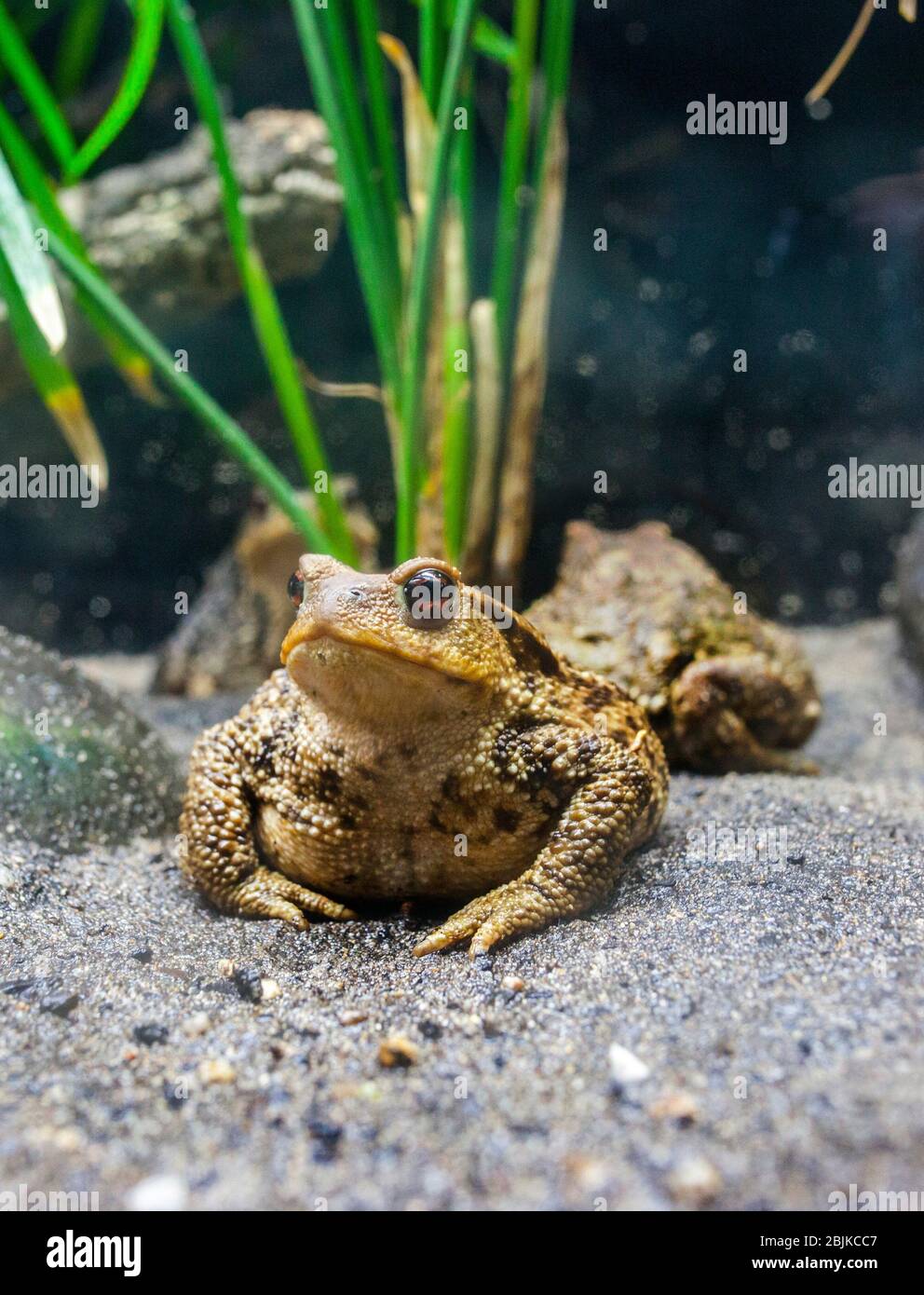 Common toads or European toads Bufo bufo. Displayed in terrarium. Stock Photo