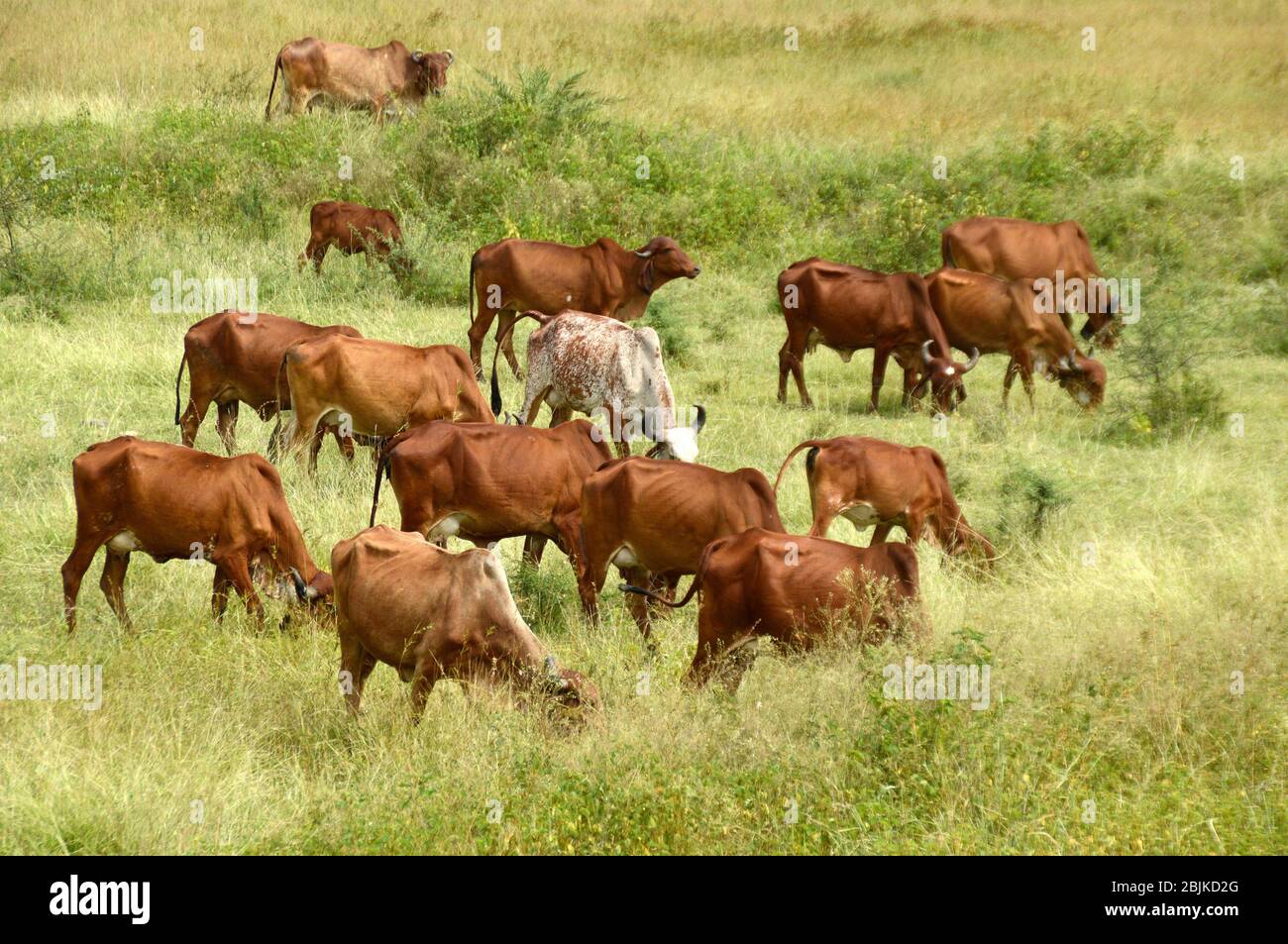 Indian cow grass hires stock photography and images Alamy