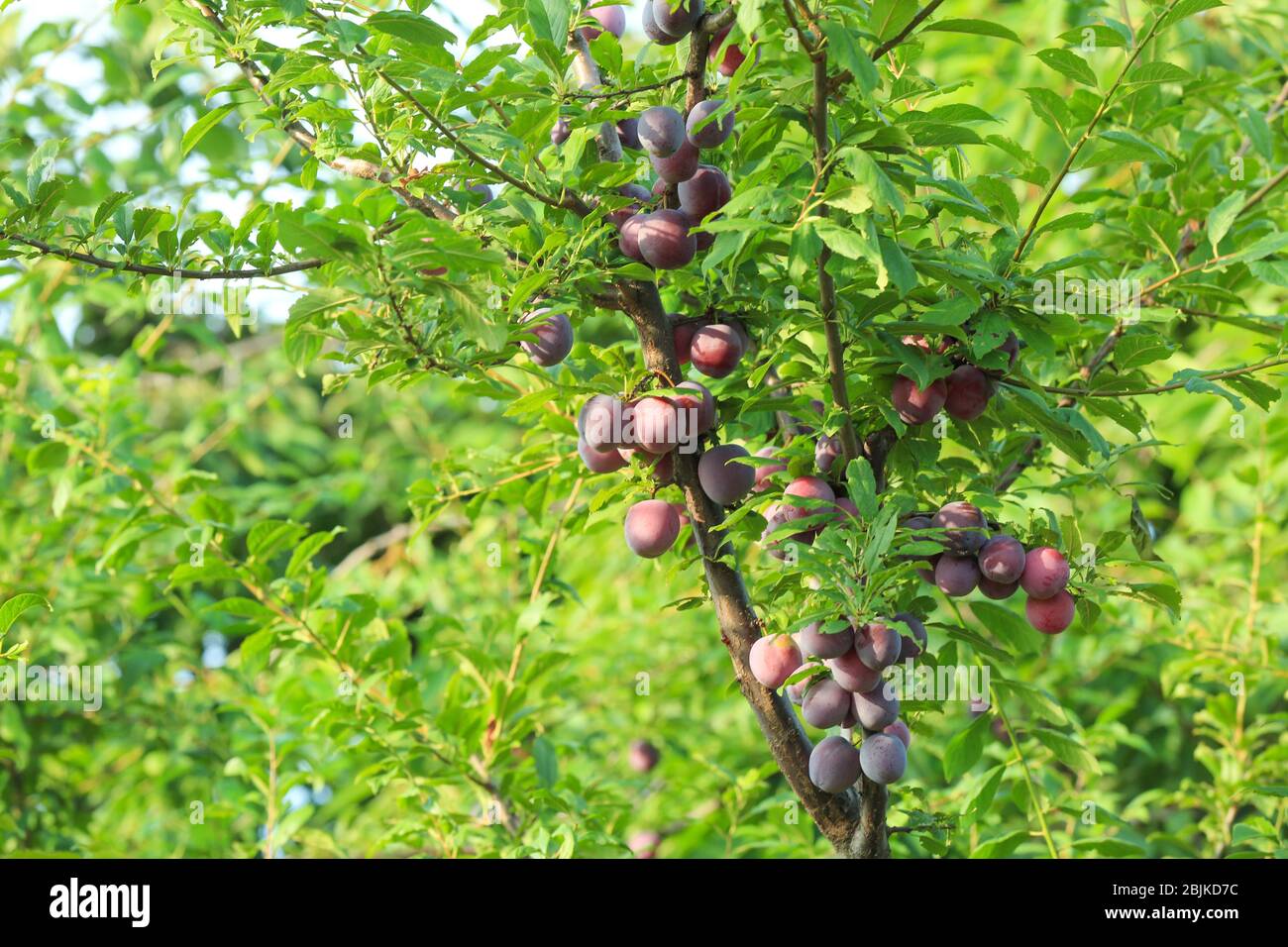 Plums and branches outdoors hires stock photography and images Alamy