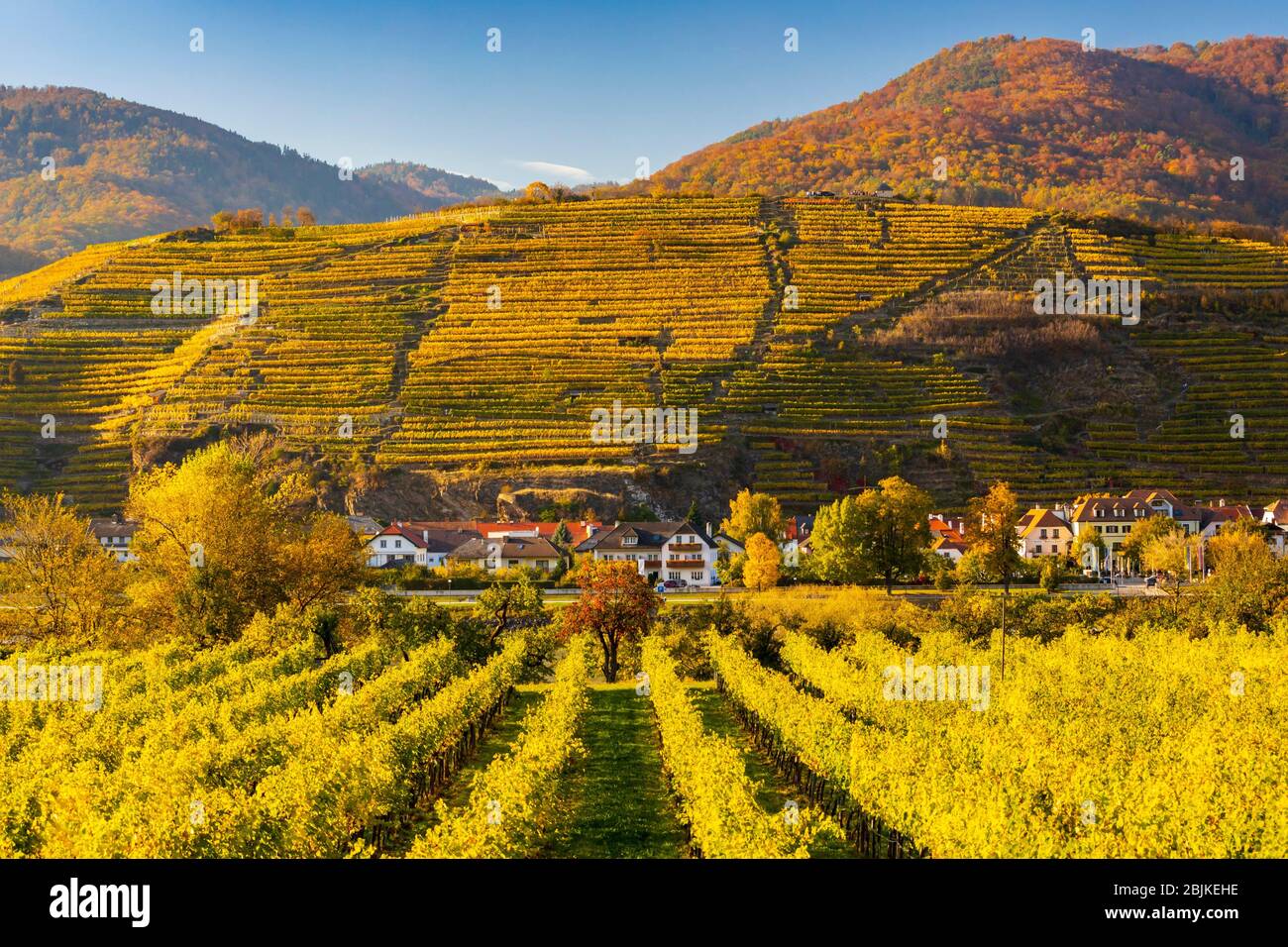 autumn vineyard in Wachau region, Austria. Stock Photo