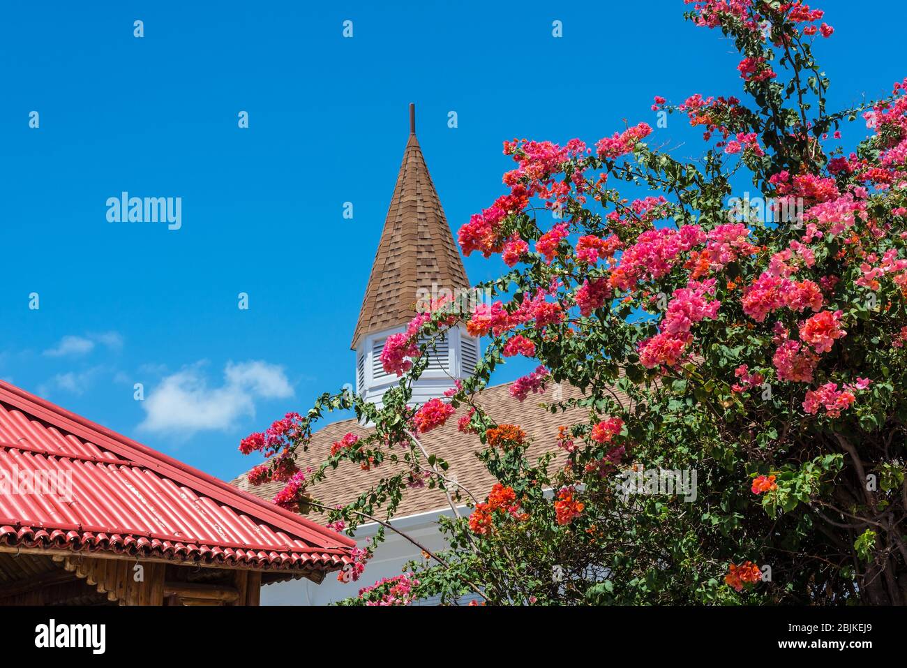 Pink and orange bougainvillea flower cluster in the caribbean sun at Grand Cayman, Cayman Islands, British Overseas Territory. Stock Photo