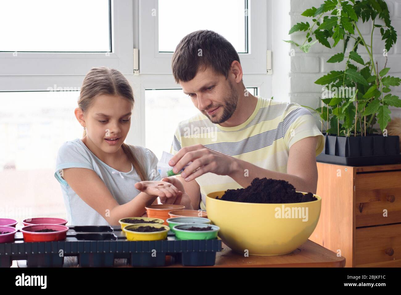 Family young daughter planting seeds hi-res stock photography and ...