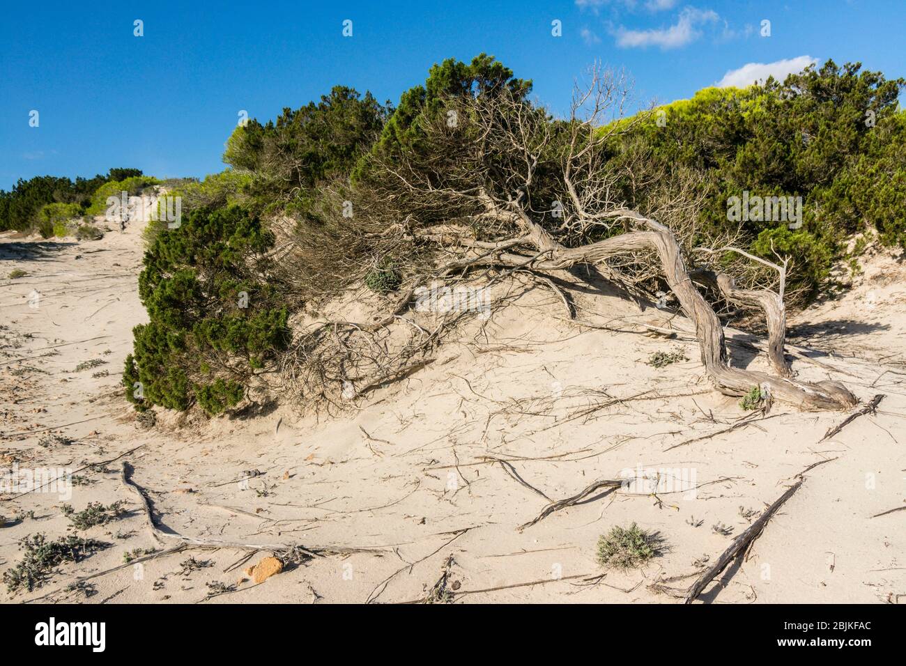 pinar-savinar en las dunas de Son Real, bahia de Alcudia, Santa Margarida,  Mallorca, balearic islands, spain, europe Stock Photo - Alamy