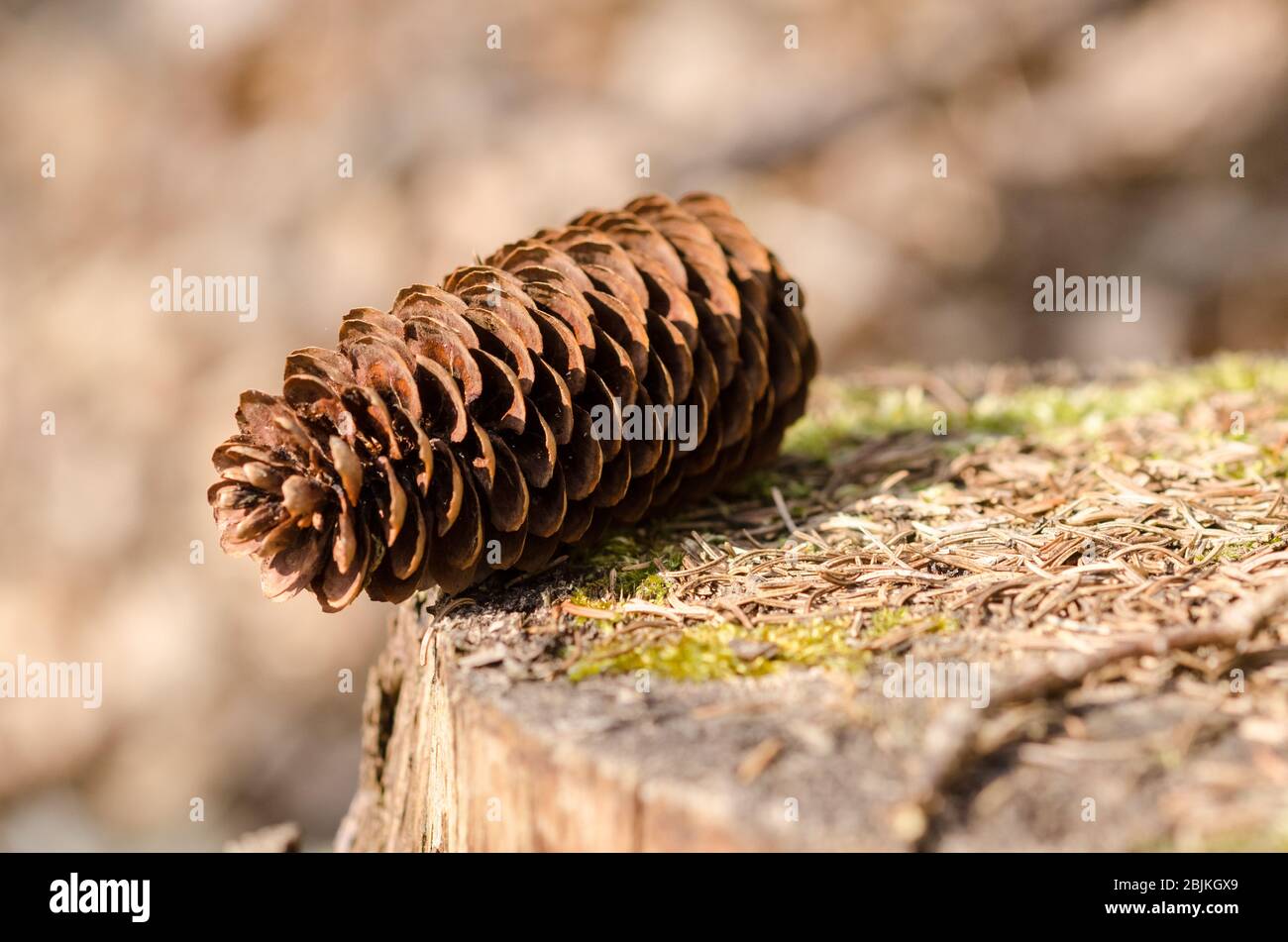 Pinaceae, pine cone or conifer cone, on a tree stump in the forest in the countryside in Germany Stock Photo