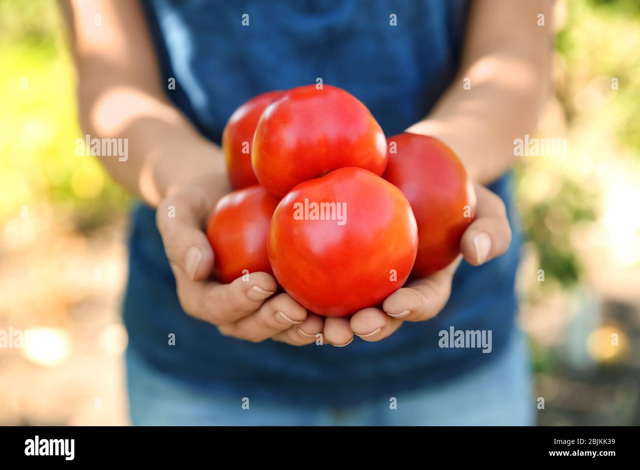 Young farmer harvesting tomatoes in hi-res stock photography and images ...