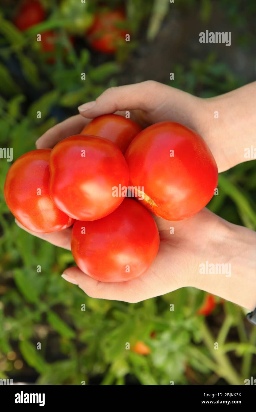 Young woman harvesting tomatoes in hi-res stock photography and images ...